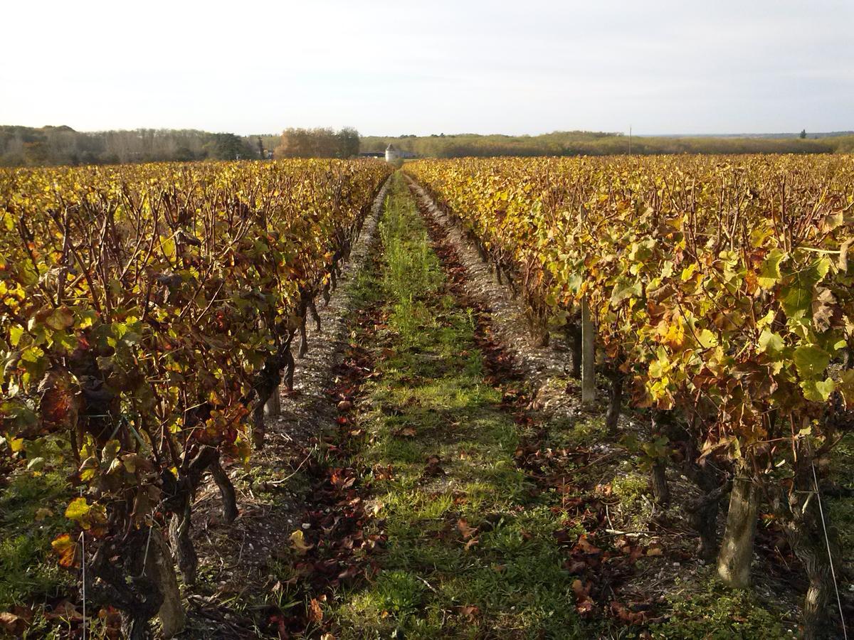 Bed and Breakfast Les Ormeaux Sauternes Esterno foto